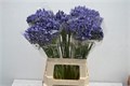 Агапантус-Agapanthus-Arctic Ocean-60cm 609b46dc-1041-11ef-0a80-10ef005b0384