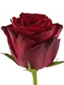 Роза-Rosa-Madam Red-50cm-TU 60b5965b-0c19-11ed-0a80-03f80037b9f9