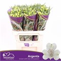 Альстромерия-Alstroemeria-Argenta-75cm-70gr 60e023c1-4487-11ed-0a80-091c002a8b00