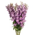 Дельфиниум-Delphinium-Elatum Magic Fountains Pacific Astolat-70cm-WD 60e2538b-d271-11ee-0a80-0868002462fd