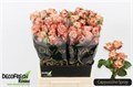 Роза куст-Rosa tr-Cappuccino-50cm 60e2920e-1041-11ef-0a80-10ef005b038a