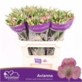 Альстромерия-Alstroemeria-Avianna-75cm-62gr 60e67a51-4487-11ed-0a80-091c002a8b03