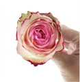 Роза-Rosa-Esperance-50cm-NR 60f23362-7e5f-11ee-0a80-01250000d627