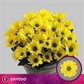 Хризантема куст-Chrysant Tr-Copa-70cm-85gr 60f2fe81-dc00-11ec-0a80-0d220005ef09