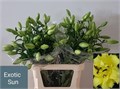 Лилия-Lilium-Ot Exotic Sun-85cm 60f86b05-4487-11ed-0a80-091c002a8b09