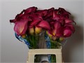 Калла-Zantedechia-Bordeaux Art-55cm 60f882d9-1041-11ef-0a80-10ef005b0390