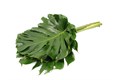 Монстера-Monstera-D27-GW 60f881c3-bfa3-11ec-0a80-0b4c0005e1f6