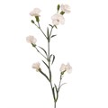 Гвоздика куст-Dianthus sp-Solandis Blondfly-60cm 61025719-1041-11ef-0a80-10ef005b0393