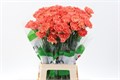 Гвоздика ст-Dianthus st-Hermes Orange-65cm 61069a81-1041-11ef-0a80-10ef005b0396