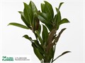 Магнолия-Magnolia-GW 610756eb-bfa3-11ec-0a80-0b4c0005e20b