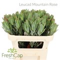 Леукадендрон-Leucadendron-Mountain Rose-70cm 61146845-1041-11ef-0a80-10ef005b039a