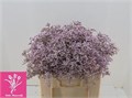 Лимониум-Limonium-Tall P Emille-60cm-40gr 6114dff8-4487-11ed-0a80-091c002a8b14