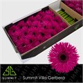 Гербера-Gerbera-Gs Renegade Doos--45cm 61274489-b406-11ed-0a80-045f0029ded9
