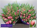 Тюльпан-Tulip-Du Columbus Extra-35cm-35gr 0a60588f-99a8-11ed-0a80-0071003ad7e8