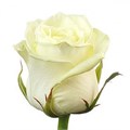 Роза-Rosa-Alba-50cm-JR 613f75b5-e941-11ef-0a80-18300022eae6