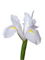 Ирис-Iris- Casablanca-64cm-42gr 6150e99b-bfa4-11ec-0a80-0b4c0006e535