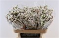Ваксфлауэр-Chamelacium-Moonl Delight-70cm-35gr 0a60b924-16f1-11ed-0a80-00b300183c45