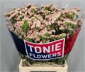 Лимониум-Limonium-S Sweet Apricot-80cm-55gr 616317d3-f048-11ef-0a80-0d61001e5f9a