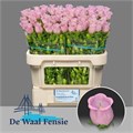 Кампанула-Campanula-M Pearl Pink-70cm 61821f40-17ba-11f0-0a80-0589007cfb9c