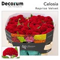 Целозия-Celosia-C Reprise Velvet-72cm 6184f4e5-17ba-11f0-0a80-0589007cfb9f