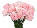Гвоздика ст-Dianthus st-Cl Sakura Minami-65cm 0a60ce14-bfa4-11ec-0a80-0b4c000691c1