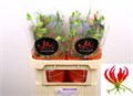 Глориоза-Gloriosa-S Fift Shad-70cm 618e656a-17ba-11f0-0a80-0589007cfba5