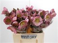 Хеллеборус-Helleborus-Frk Doroth Dawn-45cm 6198516c-17ba-11f0-0a80-0589007cfbab