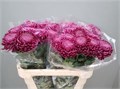 Хризантема одн-Chrysant Gr-Bigoudi Purple-75cm-100gr 0a61ec2a-bfa6-11ec-0a80-0b4c00086cb2