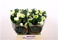 Хеллеборус-Helleborus-Frk Moondance-50cm 619af630-17ba-11f0-0a80-0589007cfbae