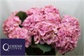 Гортензия-Hydrangea-M Roy Palace-80cm 619d8a2e-17ba-11f0-0a80-0589007cfbb1