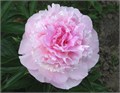 Пион-Paeonia-Angel Cheeks-PN 61a6a807-5f4c-11ed-0a80-0220000ad186