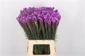Лиатрис-Liatris-Spicata-60cm 61a87696-17ba-11f0-0a80-0589007cfbb4