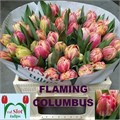 Тюльпан-Tulip-Du Flaming Columbus Extra-37cm-34gr 0a66898e-99a8-11ed-0a80-0071003ad7eb