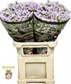 Лимониум-Limonium-S Sunday Pink-80cm-80gr 61adacf0-17ba-11f0-0a80-0589007cfbba