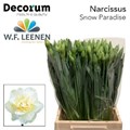Нарцисс-Narcissus-Du Snow Parad-45cm-25gr 61b062f5-17ba-11f0-0a80-0589007cfbbd