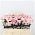 Роза куст-Rosa tr-Mansfi Pin Park-50cm 61b18b8b-bfa5-11ec-0a80-0b4c0007df1b