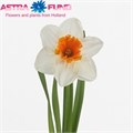 Нарцисс-Narcissus-G Johan Strauss-45cm-30gr 61b2e9fa-17ba-11f0-0a80-0589007cfbc0
