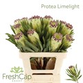 Протея-Protea-Limelight-60cm 61bd063e-17ba-11f0-0a80-0589007cfbc3