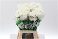 Гвоздика ст-Dianthus st-Delphi-70cm 0a68ef39-bfa4-11ec-0a80-0b4c000691ca