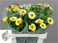Календула-Calendula-Ov (Yellow)-55cm 61d35bf3-f87e-11ed-0a80-1312002f603e