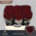 Хризантема сант-Chrysant sant-S Aaa Purpet Red-55cm-120gr 61ecda8b-17ba-11f0-0a80-0589007cfbc6