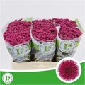 Хризантема сант-Chrysant sant-S Calimero D Pin-55cm-900gr 61ef3eda-17ba-11f0-0a80-0589007cfbc9