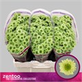 Хризантема сант-Chrysant sant-S Turtle-55cm-130gr 61f1d2e0-17ba-11f0-0a80-0589007cfbcc
