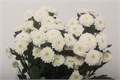 Хризантема куст-Chrysant Tr-T Coconut-70cm-70gr 61f7198d-17ba-11f0-0a80-0589007cfbd2