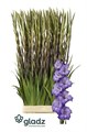 Гладиолус Gr-Gladiolus Gr-Performer--120cm-190gr 61fec790-7f34-11f0-0a80-13e700085080