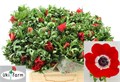 Анемон-Anemone-Co Galil Rood-50cm 6205fbf6-ac66-11ee-0a80-0e9200752677