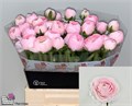 Ранункулус-Ranunculus-Su Ex Lady-45cm-40gr 6209c6ce-ac66-11ee-0a80-0e920075267a