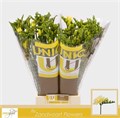 Фрезия-Freesia-Du Marseille-54cm-23gr 620bfaa8-17ba-11f0-0a80-0589007cfbdb