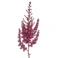 Астильба-Astilbe-Paul Gäarder-60cm 62129c87-ac66-11ee-0a80-0e9200752680