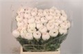 Ранункулюс-Ranunculos-Su Hanoi Extra-45cm-40gr 6224f44c-ac66-11ee-0a80-0e9200752683